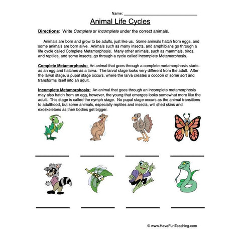 Animal Life Cycles Worksheet