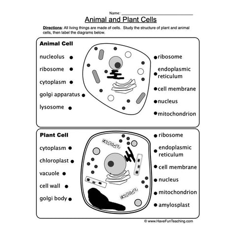 Animal Plant Cells Worksheet