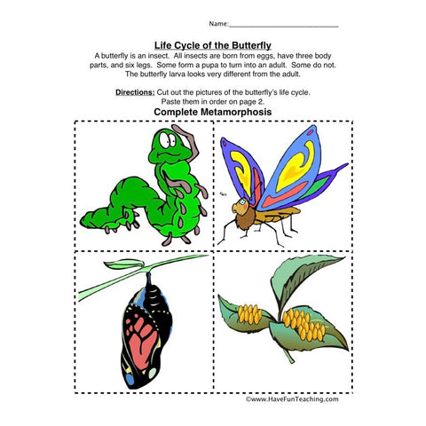 Butterfly Life Cycle Worksheet
