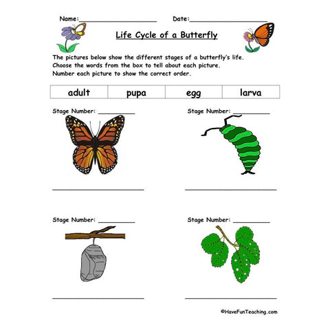 Butterfly Life Cycle Worksheet 2