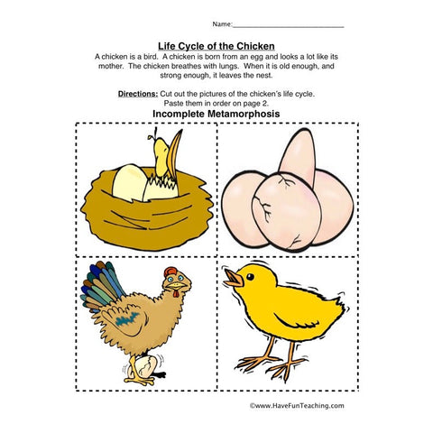 Chicken Life Cycle Worksheet