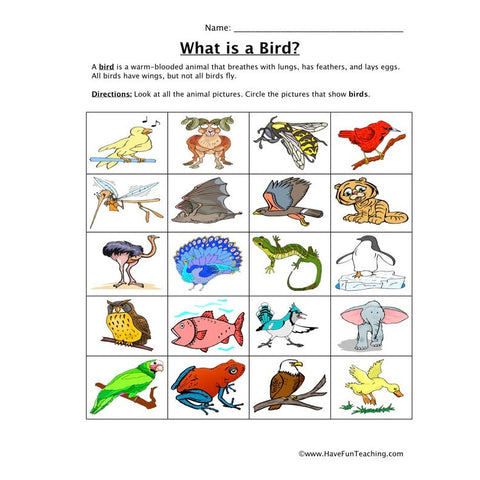 Classifying Birds Worksheet