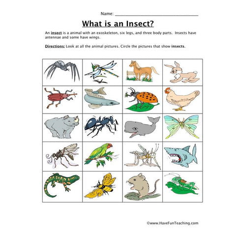 Classifying Insects Worksheet