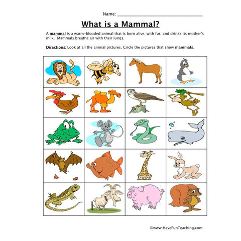 Classifying Mammals Worksheet