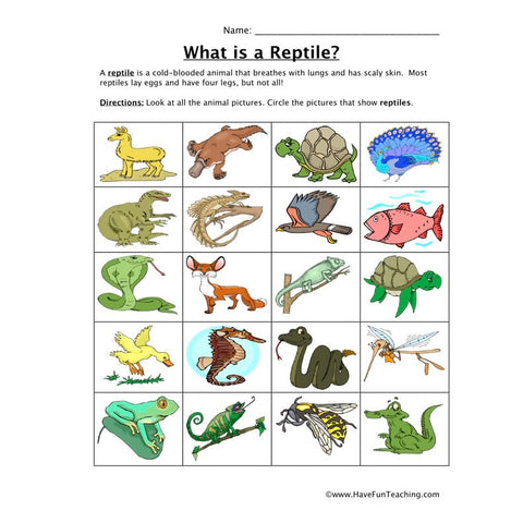 Classifying Reptiles Worksheet