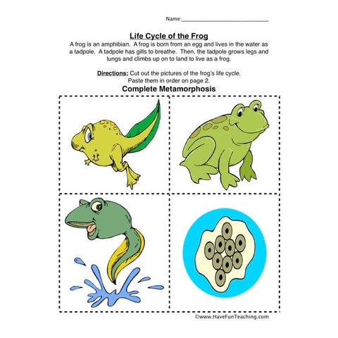 Frog Life Cycle Worksheet