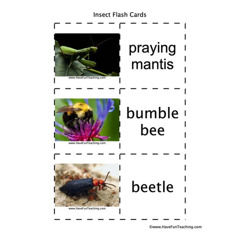 Insect Flash Cards