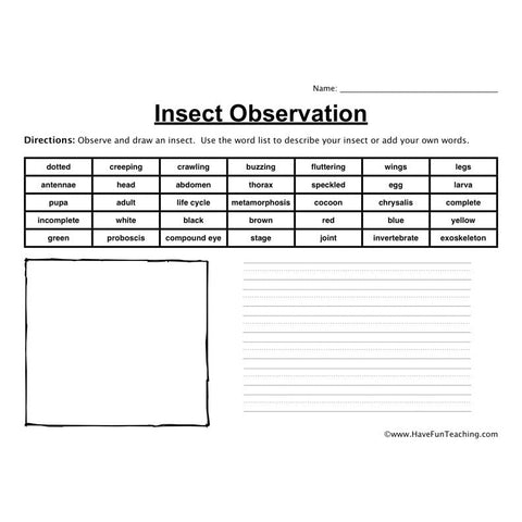 Insect Observation Worksheet