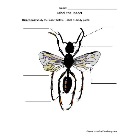 Insect Parts Worksheet
