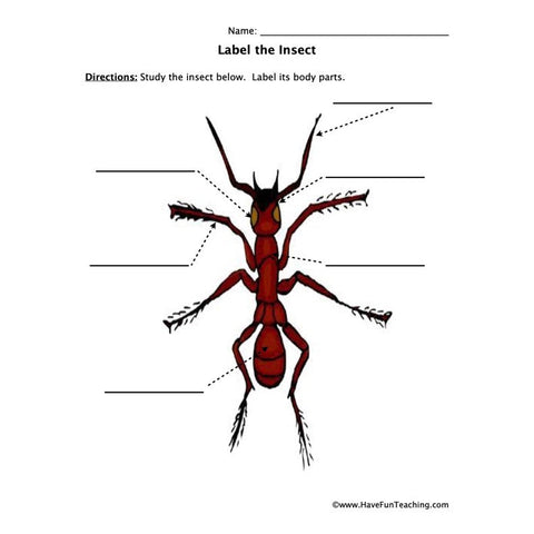 Insect Parts Worksheet 2