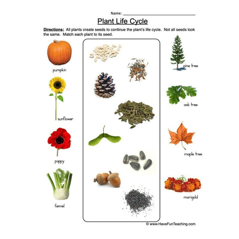 Life Cycle of Plants Worksheet 2