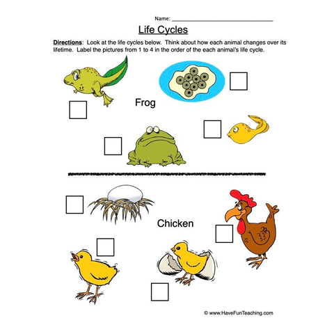 Life Cycles Worksheet