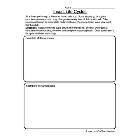 Life Cycles Worksheet 2
