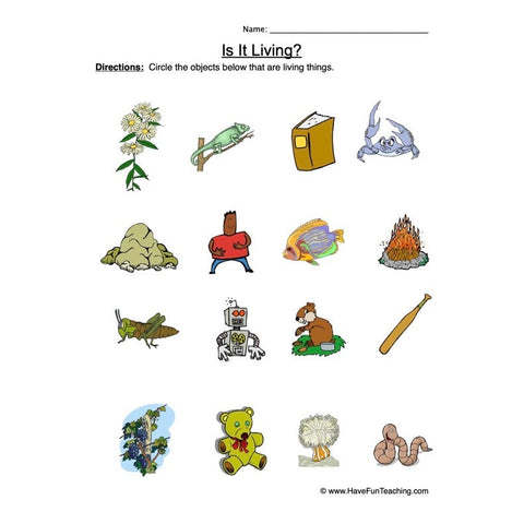Living Things Worksheet