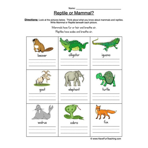Mammal Vs Reptile Worksheet 2