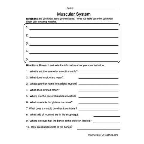 Muscular System Worksheet