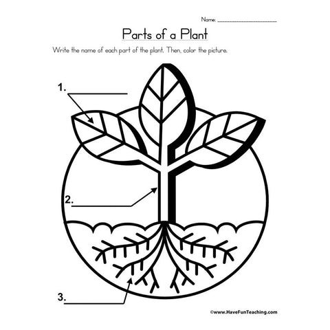 Parts of a Plant Worksheet 3
