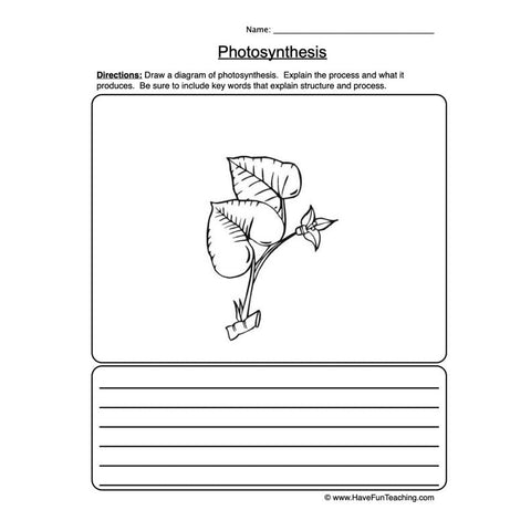 Photosynthesis Worksheet 2