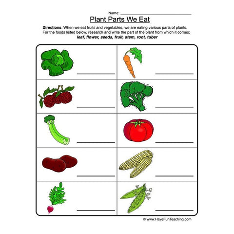 Plant Parts Worksheet 2