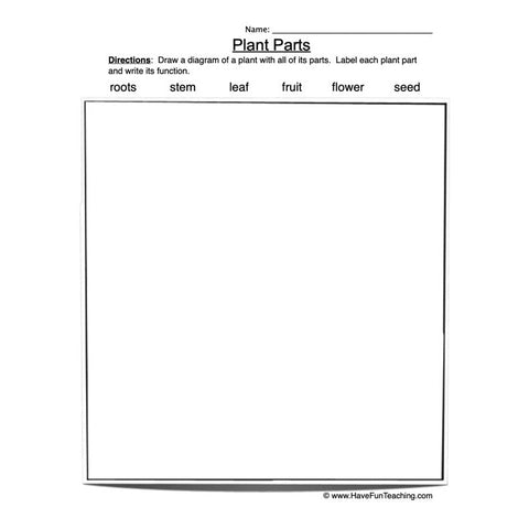 Plant Parts Worksheet 3