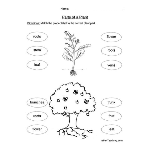 Plant Parts Worksheet
