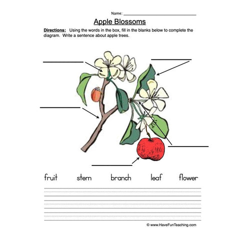 Seeds Plants Worksheet 2