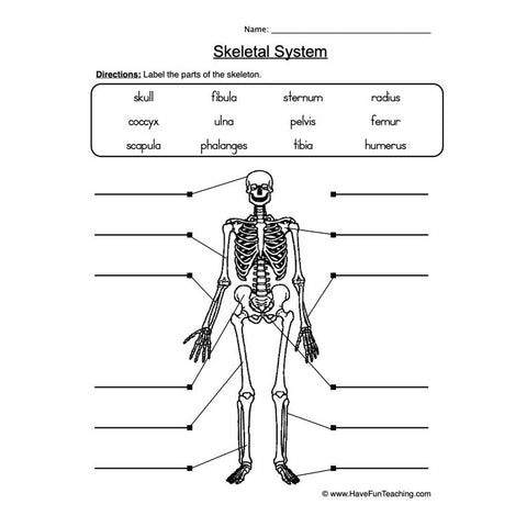Skeletal System Worksheet 2