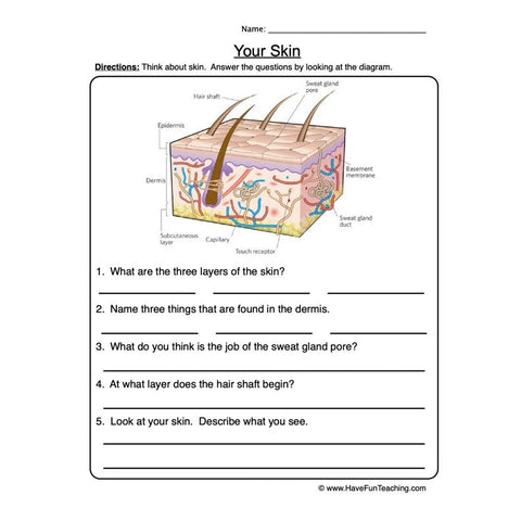 Skin Worksheet